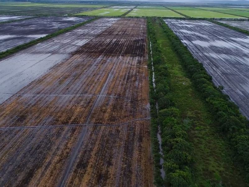 Terreno preparado para la siembra de soja en Pantanal. Crédito de la foto: Lalo de Almeida para The New York Times