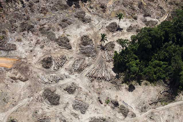 Destruction of the Amazon rainforest