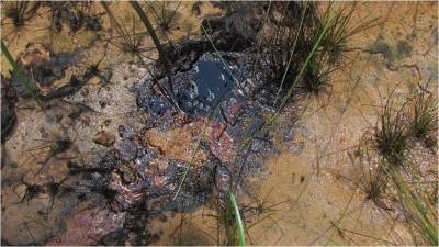...but the presence of crude oil leaking to the surface is still evident. Photo credit: Alianza Arkana / FEDIQUEP