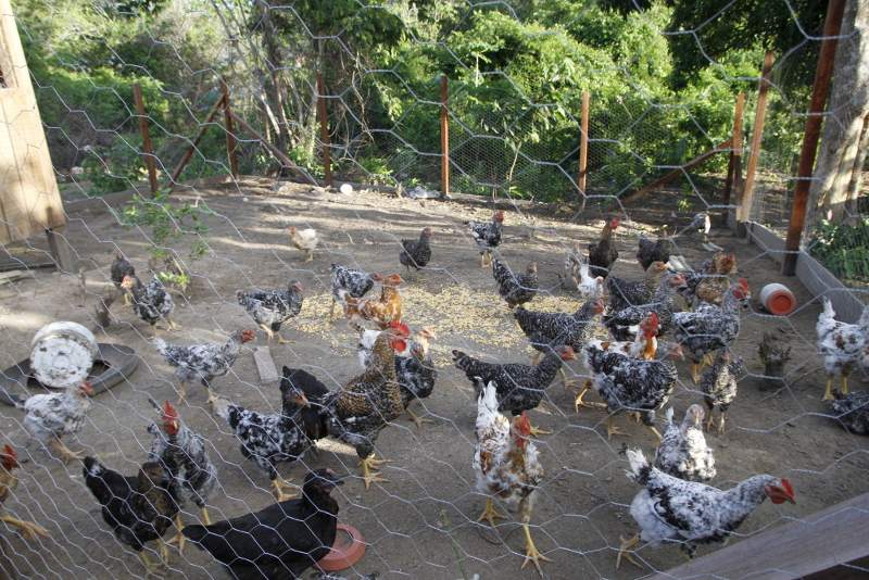 Hens distributed by Norte Energia are 'cannibals' and eat the eggs, complains the indigenous community in Muratu. Photo credit: Verena Glass.