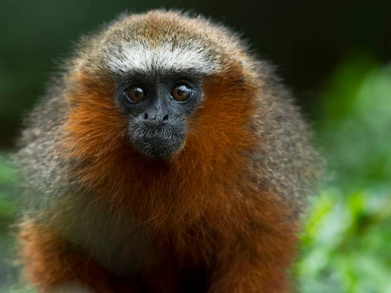 Red Titi Monkey from the western Amazon. Photo credit: IPete Oxford / www.peteoxford.com