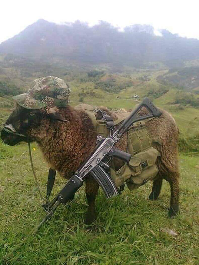 "The U'wa were sent a photo of a sheep in military gear and carrying a rifle, implying that they are associated with the guerrilla. These are very serious accusations, providing a political rationale for violent paramilitary repression against the U'wa," said Andrew Miller, Advocacy Director at Amazon Watch.