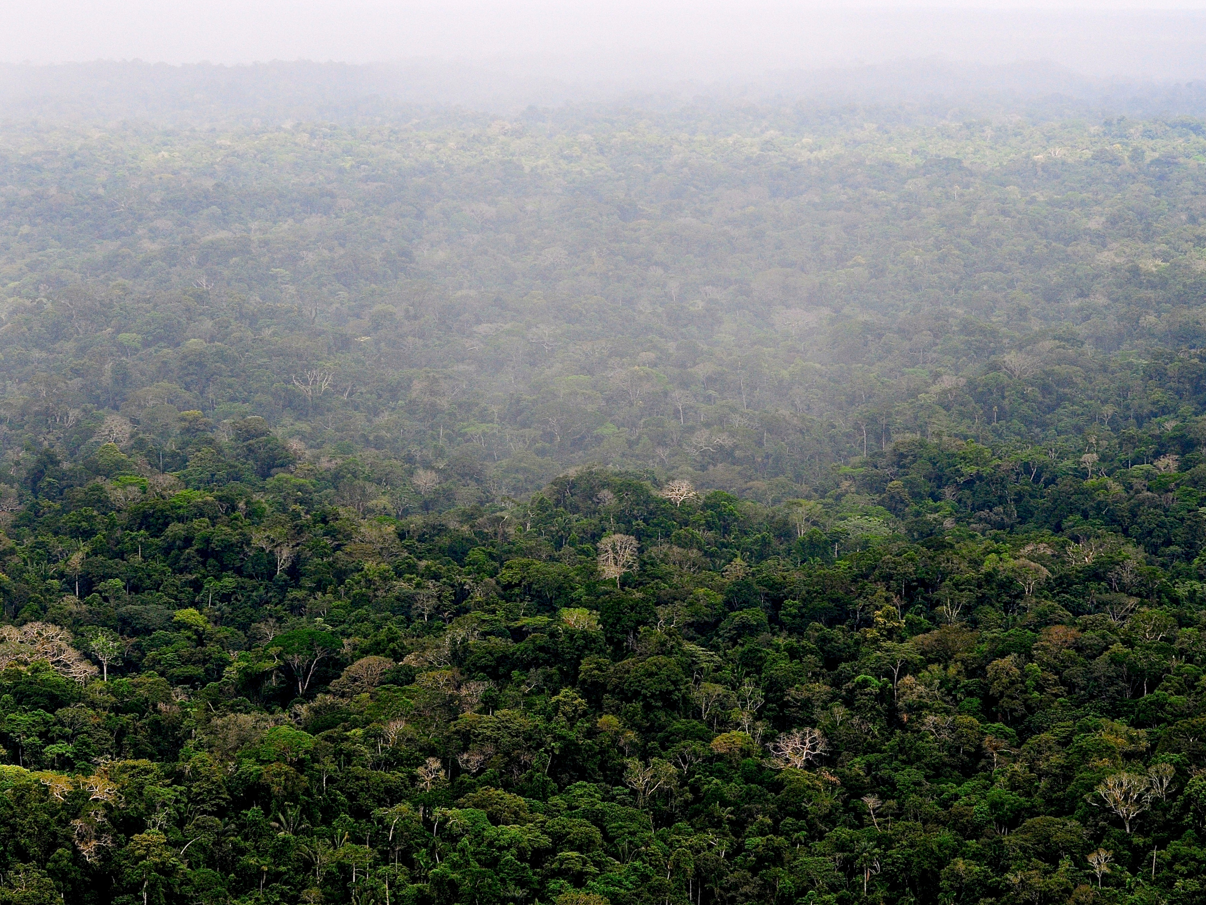 Corte Interamericana de Direitos Humanos condena Equador por violação de direitos do povo Tagaeri-Taromenane que vive em isolamento voluntário no Parque Nacional Yasuní